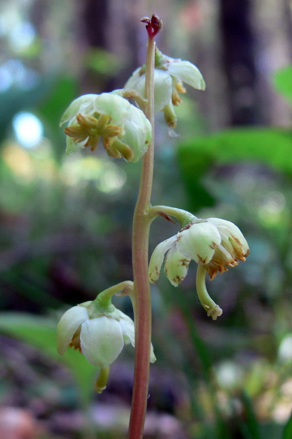 Изображение особи Pyrola chlorantha.