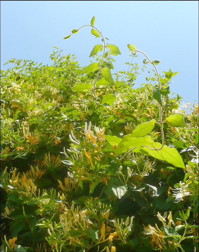 Image of Lonicera japonica specimen.