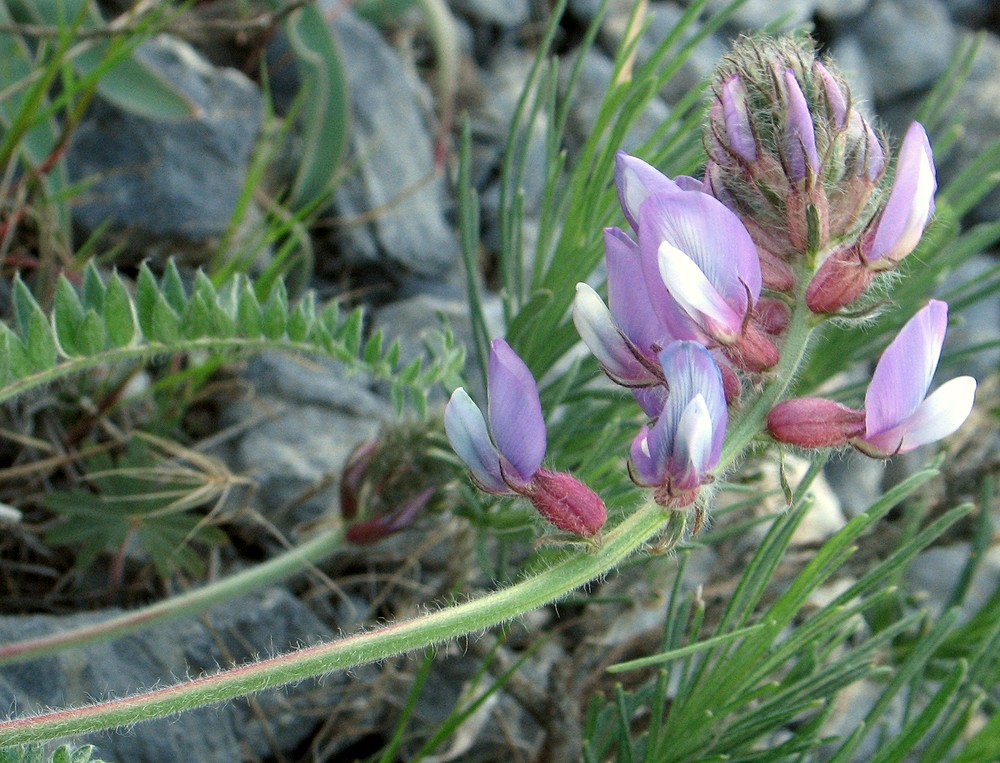 Image of Oxytropis pilosissima specimen.