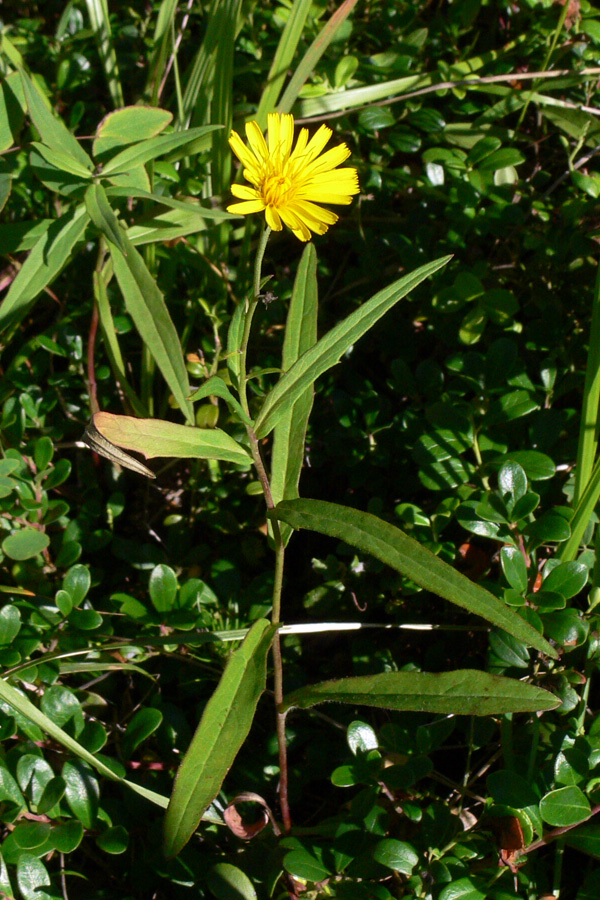 Изображение особи Hieracium umbellatum.