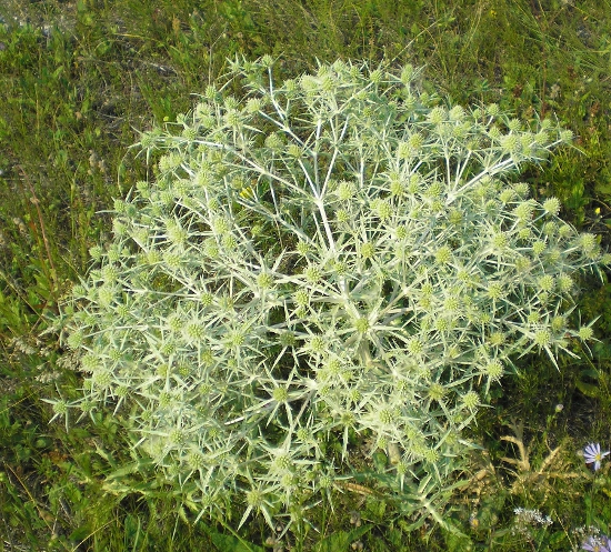 Изображение особи Eryngium campestre.