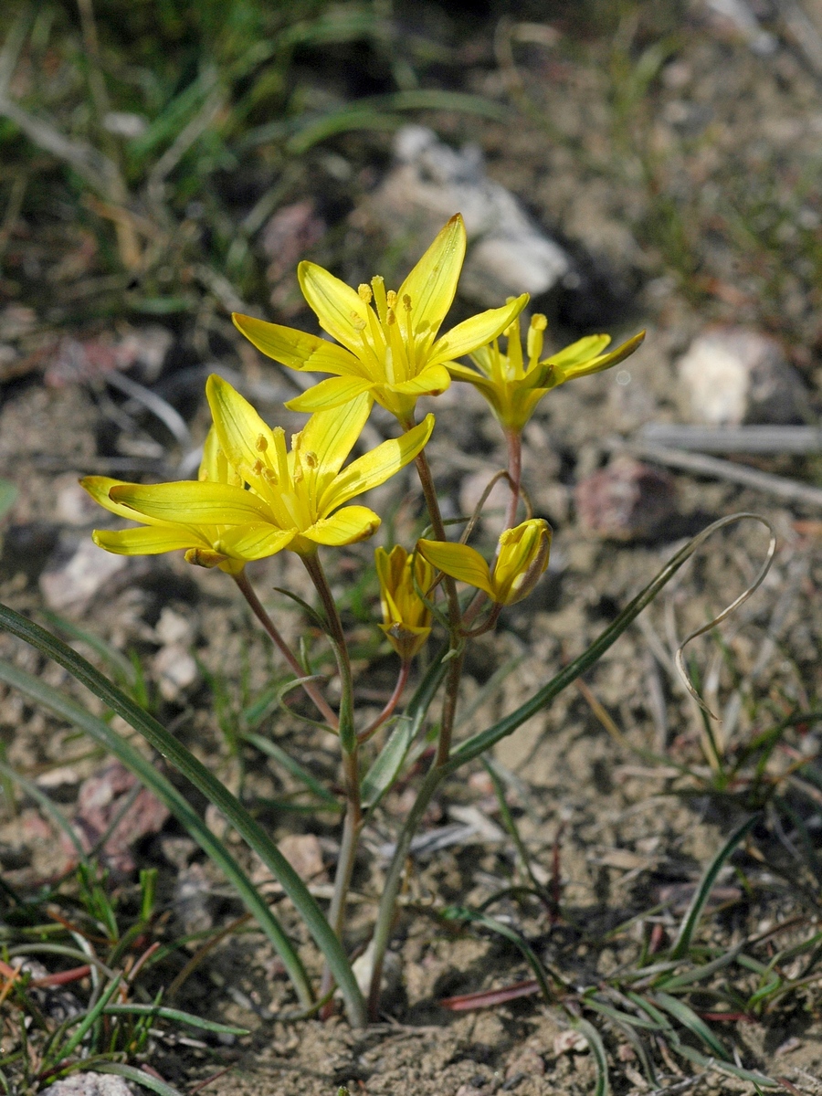 Image of Gagea altaica specimen.