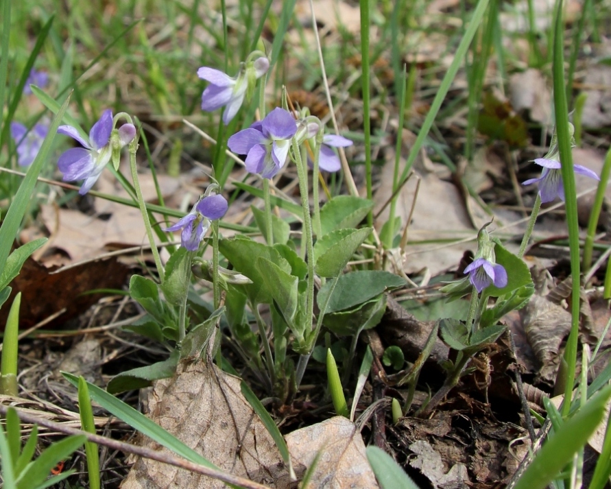 Изображение особи Viola rupestris.