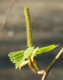 Betula pendula