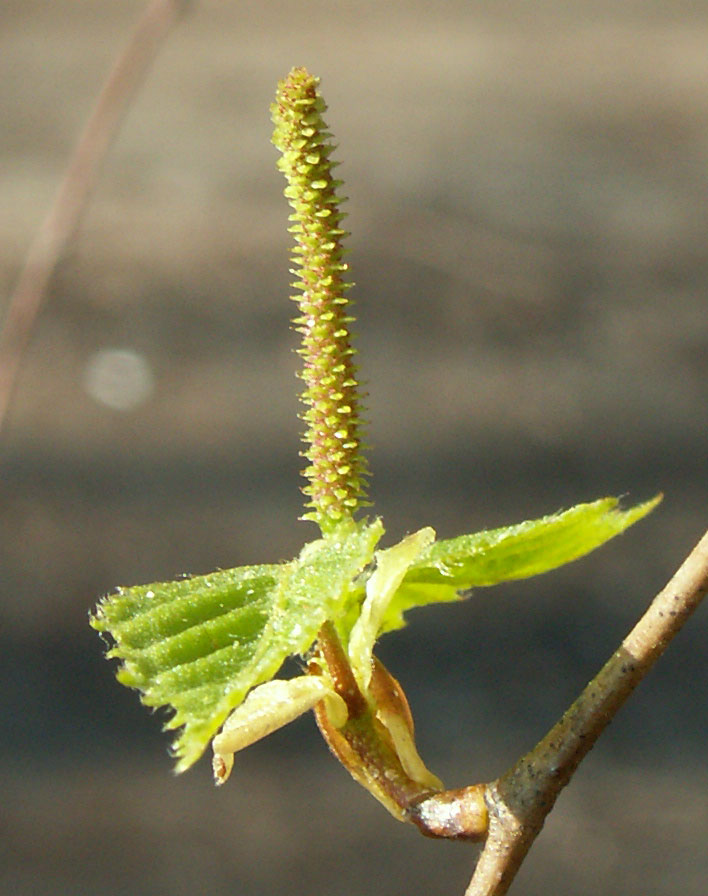 Image of Betula pendula specimen.