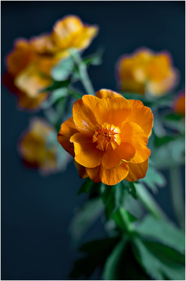 Изображение особи Trollius asiaticus.