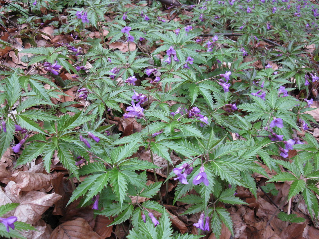 Image of Cardamine glanduligera specimen.