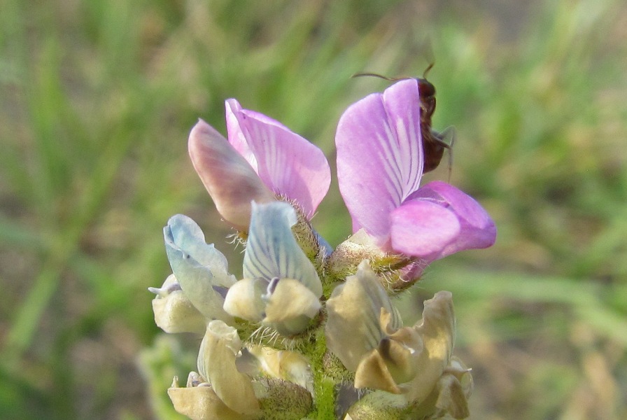 Изображение особи род Oxytropis.