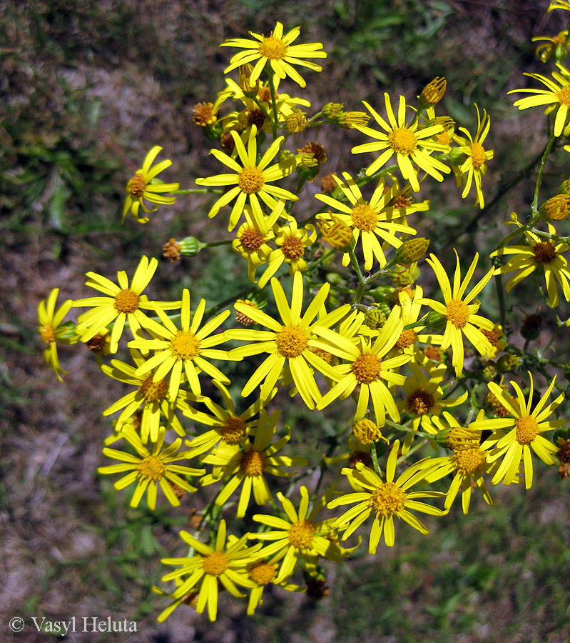 Image of Senecio jacobaea specimen.