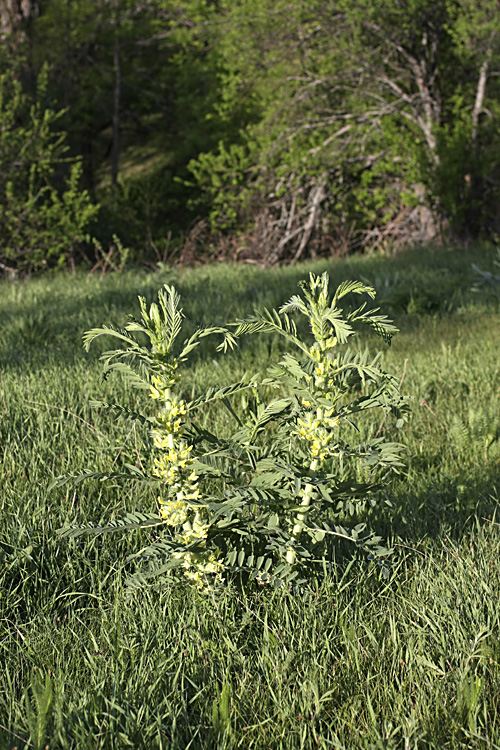 Изображение особи Astragalus sieversianus.