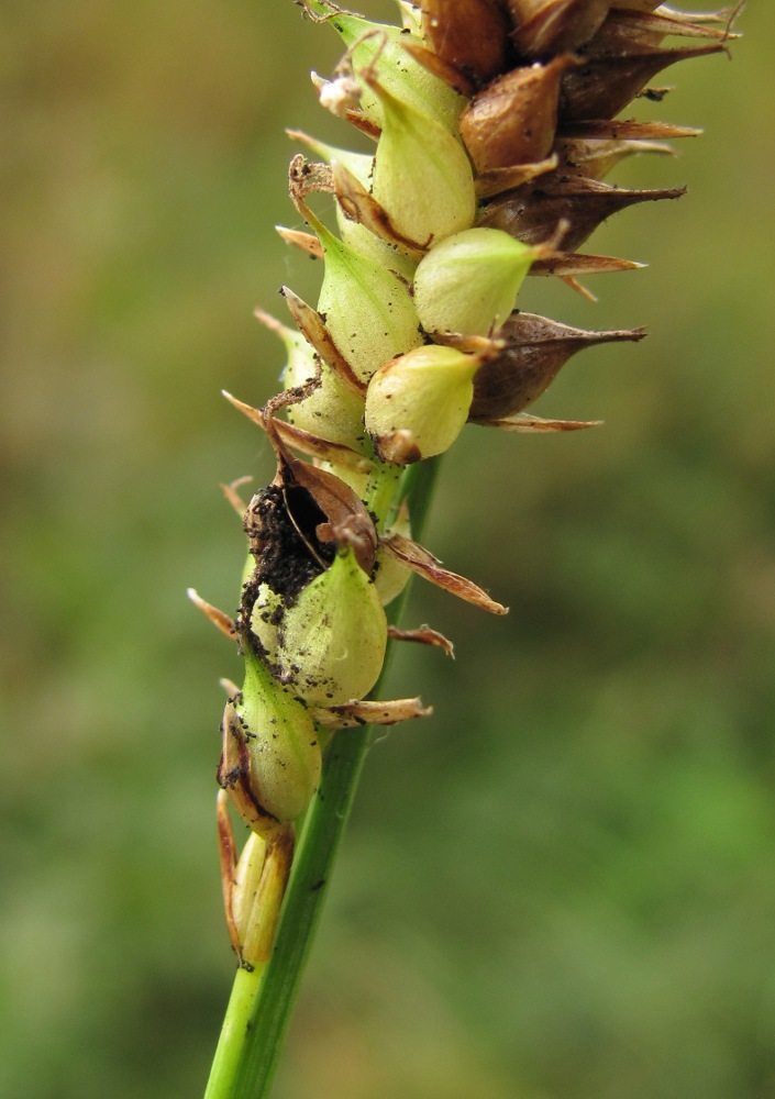 Изображение особи Carex rostrata.