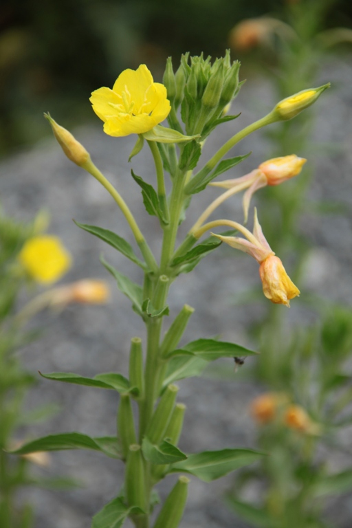 Изображение особи род Oenothera.