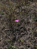 Dianthus bicolor