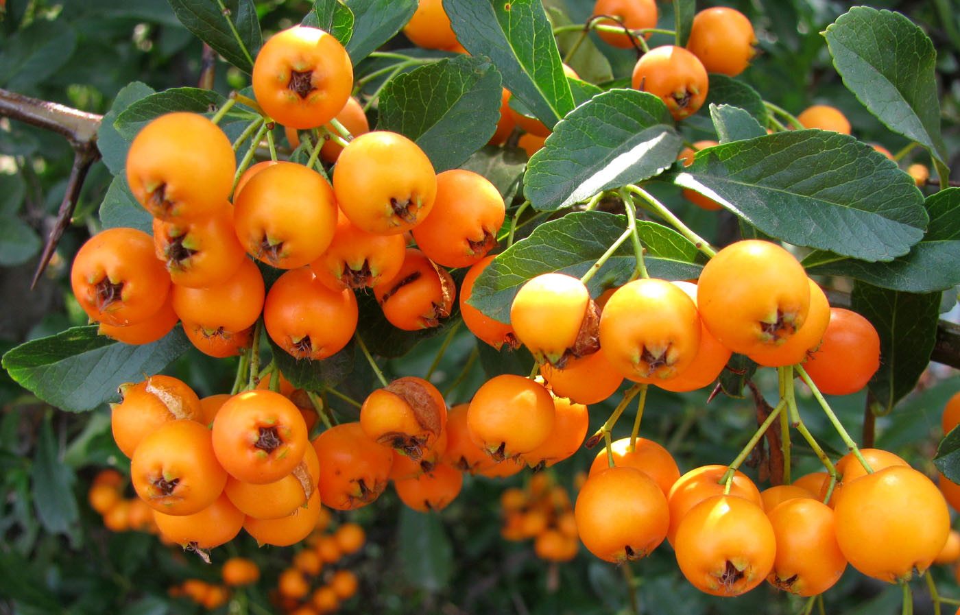 Image of Pyracantha coccinea specimen.