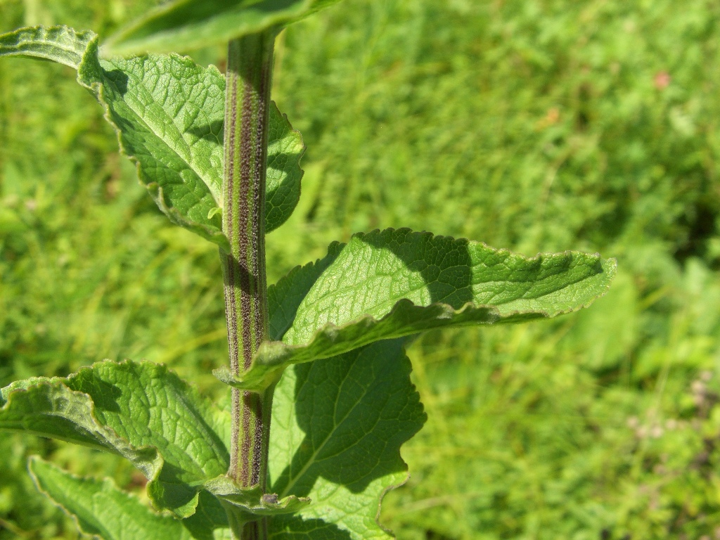 Image of Campanula bononiensis specimen.