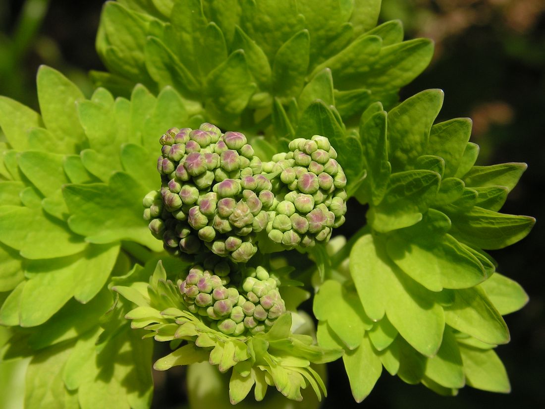 Image of Thalictrum contortum specimen.