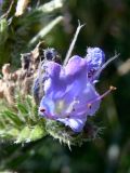 Echium vulgare. Цветок. Испания, автономное сообщество Кастилия и Леон, провинция Бургос, комарка Альфос-де-Бургос, окрестности г. Бургос, возле зарослей кустарников. 18.07.2012.