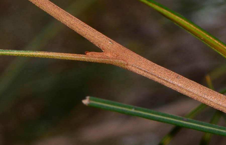 Image of Grevillea longistyla specimen.