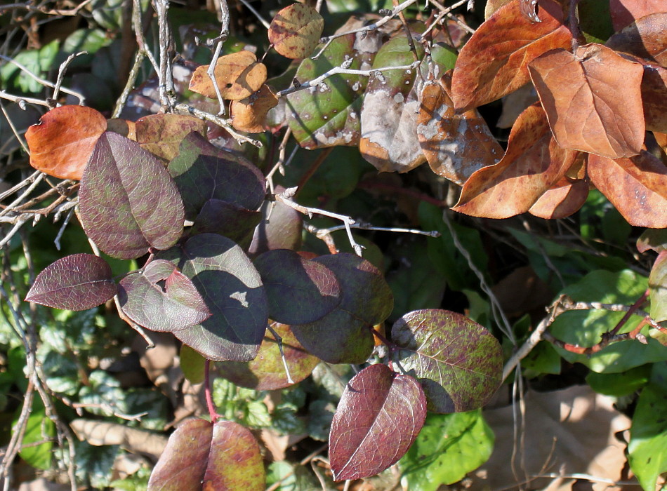 Изображение особи Leucothoe catesbaei.