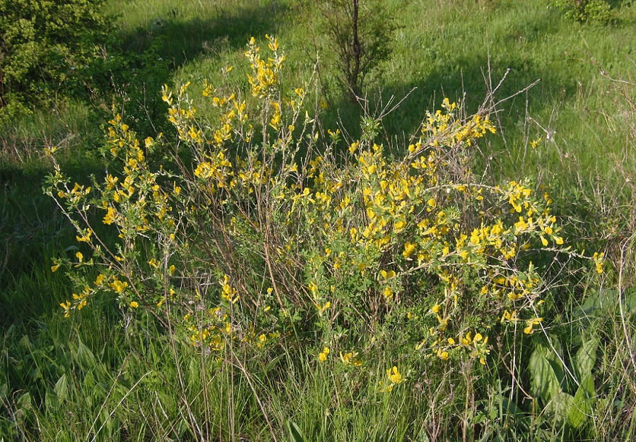 Изображение особи Chamaecytisus colchicus.