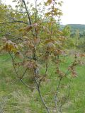 Acer pseudoplatanus