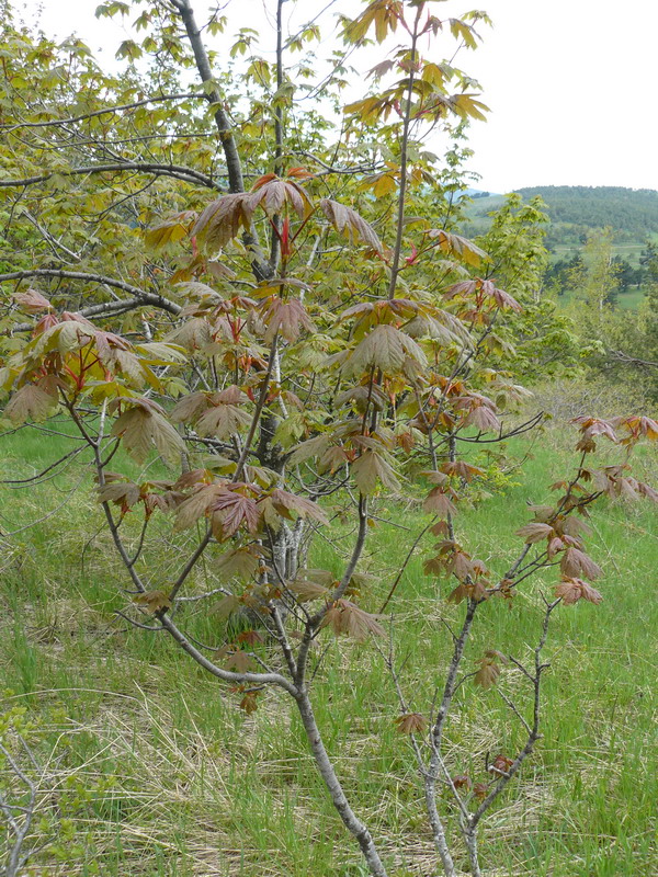 Image of Acer pseudoplatanus specimen.