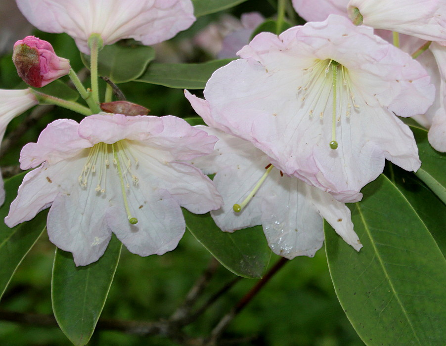 Image of Rhododendron fortunei specimen.