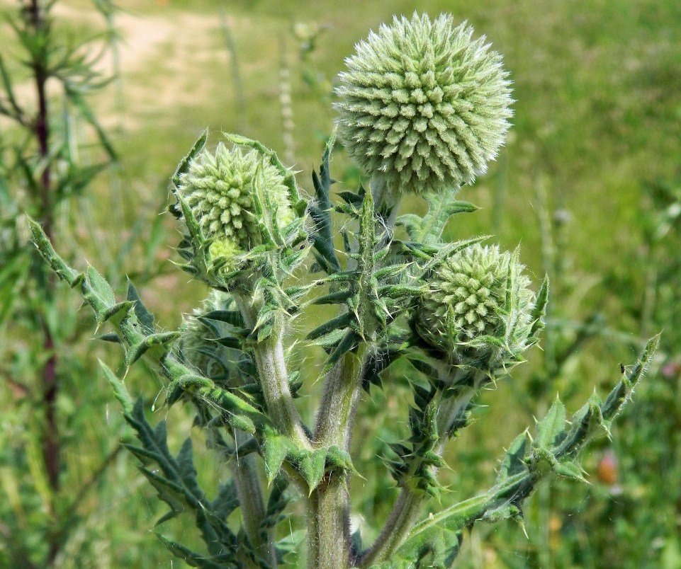 Image of Echinops sphaerocephalus specimen.