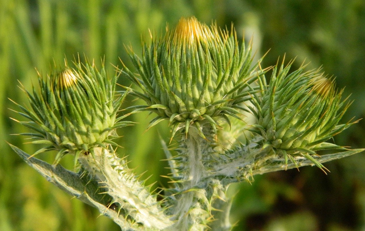 Image of Onopordum acanthium specimen.