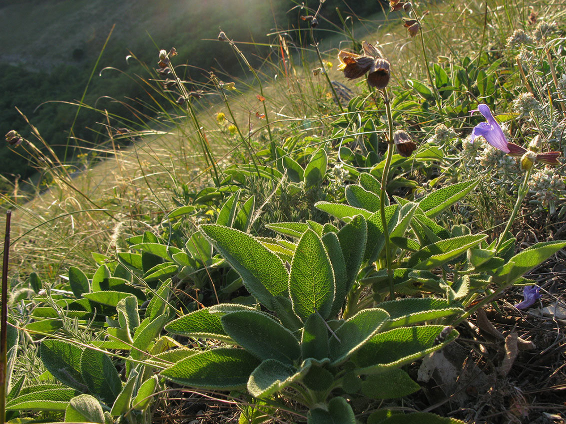 Image of Salvia ringens specimen.