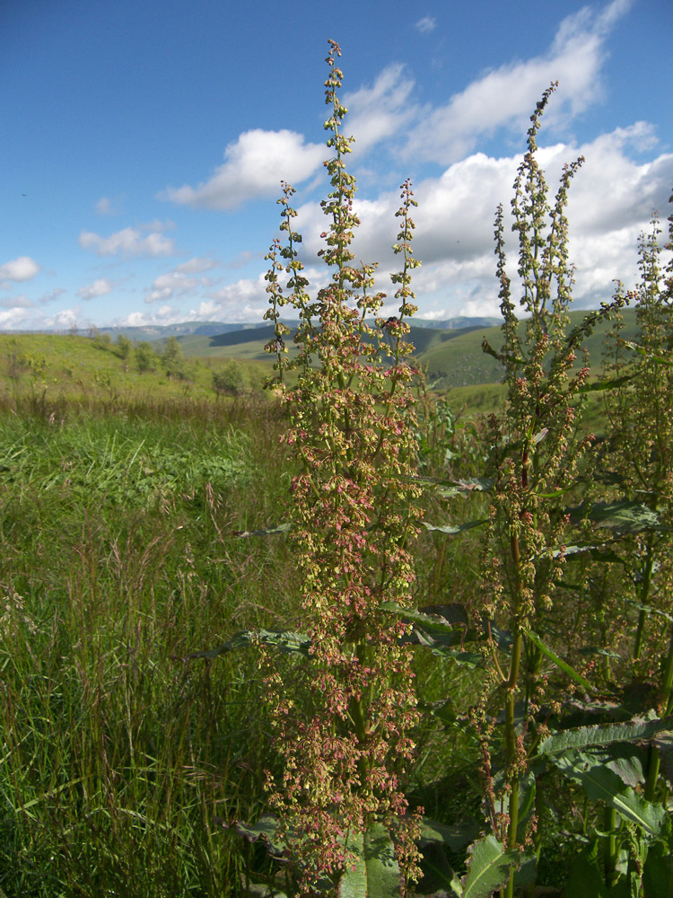 Изображение особи Rumex patientia.