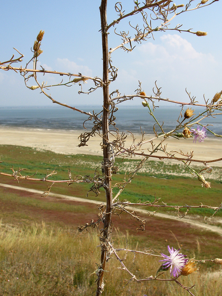 Image of Centaurea odessana specimen.