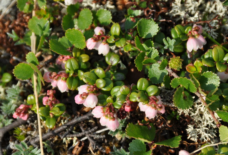 Image of Vaccinium vitis-idaea var. minus specimen.