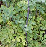 Thalictrum glaucum. Побеги. Германия, г. Krefeld, Ботанический сад. 06.08.2013.