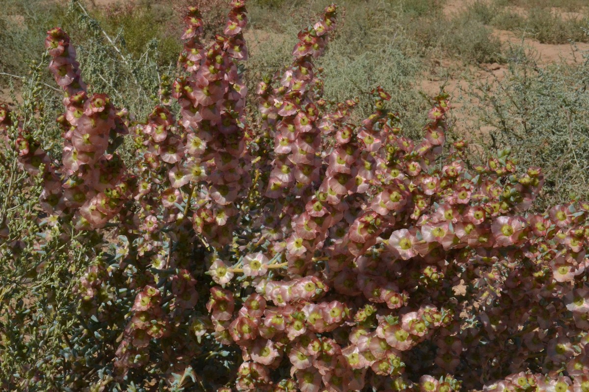 Изображение особи Salsola acutifolia.