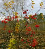 Viburnum opulus