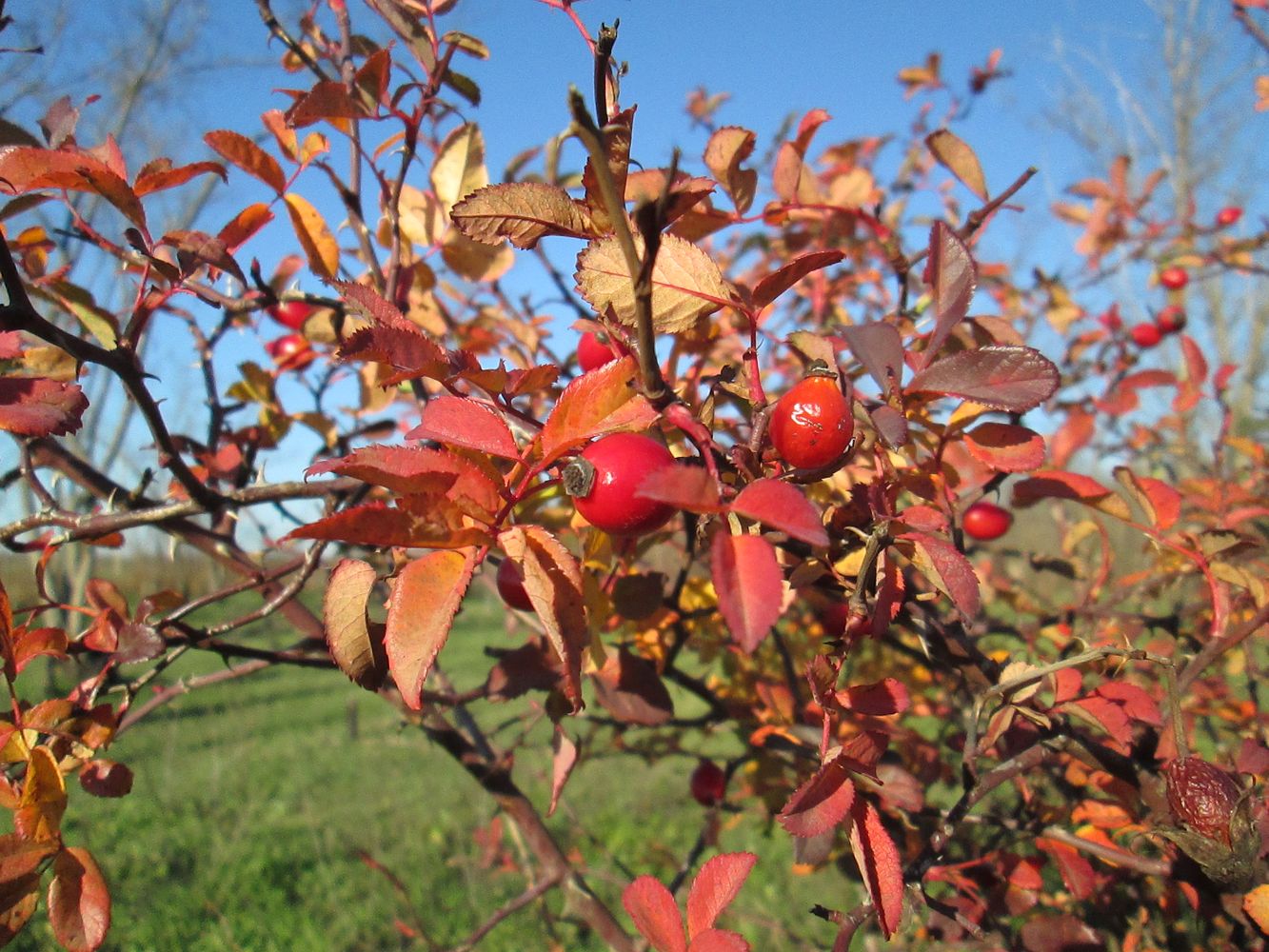 Image of genus Rosa specimen.