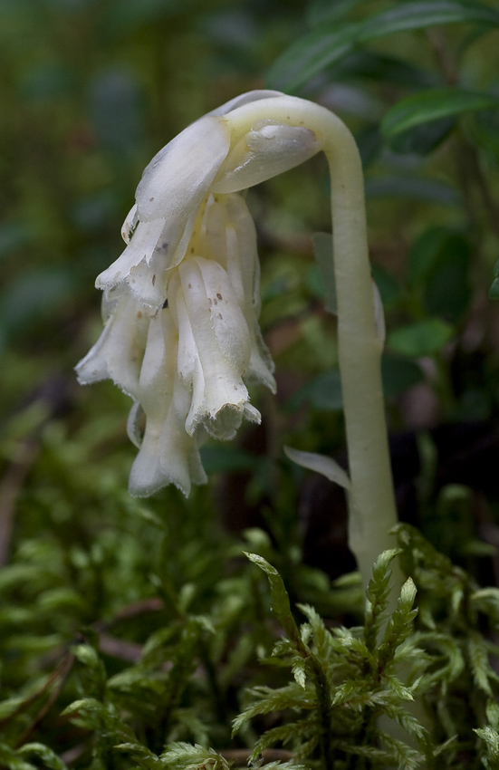 Image of Hypopitys monotropa specimen.