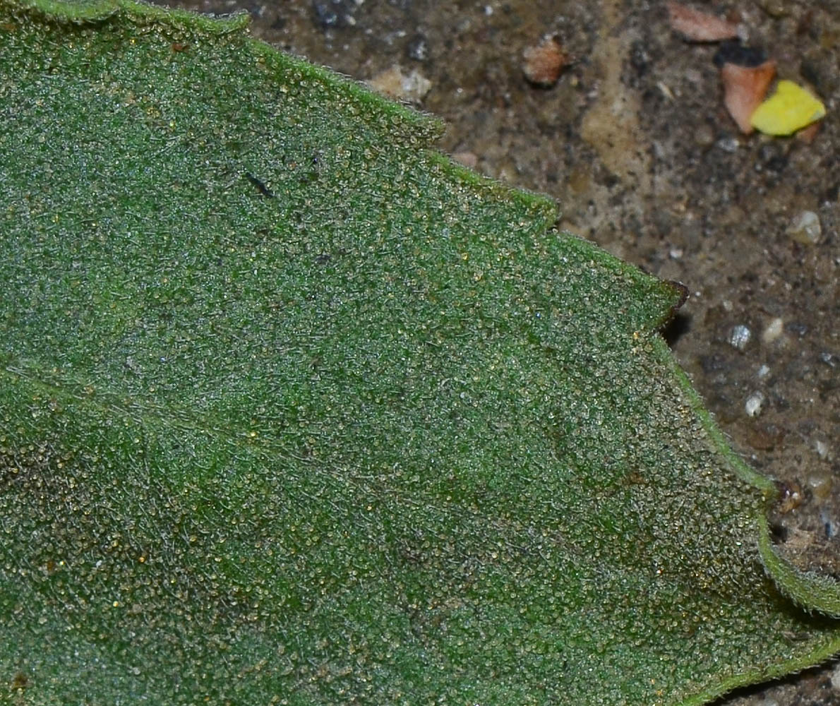 Image of Dittrichia viscosa specimen.