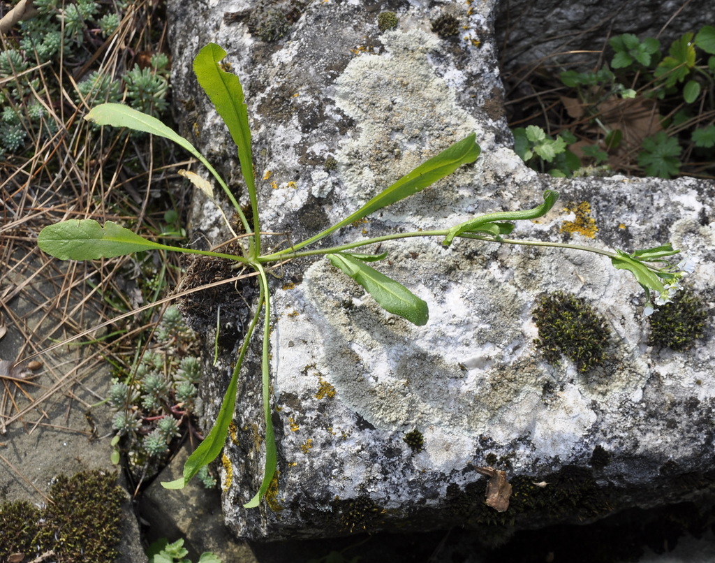 Image of Capsella grandiflora specimen.