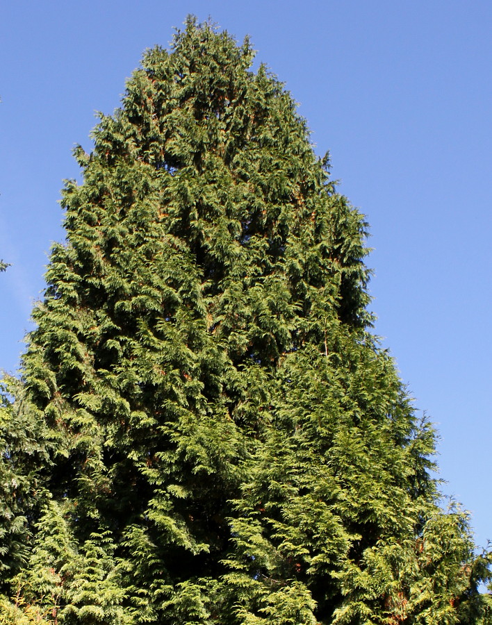 Image of Thuja plicata specimen.