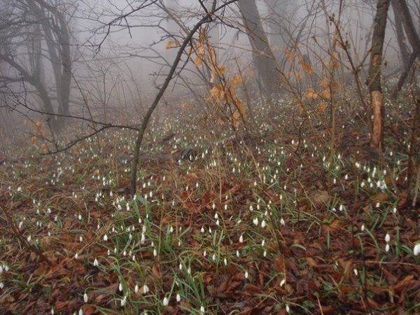 Image of Galanthus nivalis specimen.