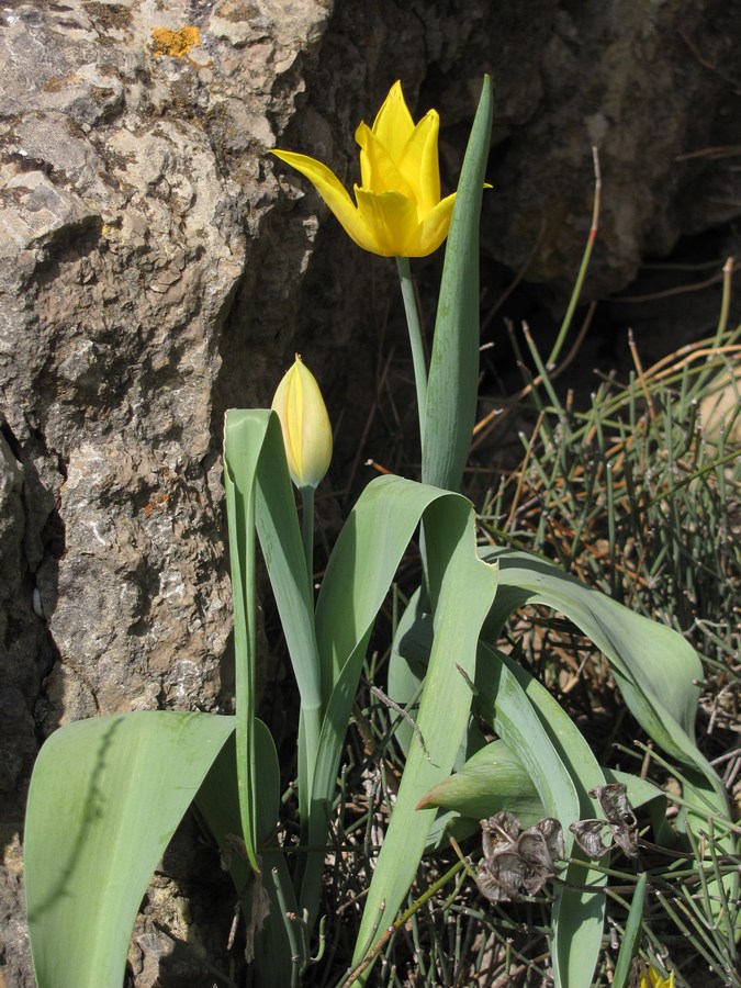 Изображение особи Tulipa suaveolens.