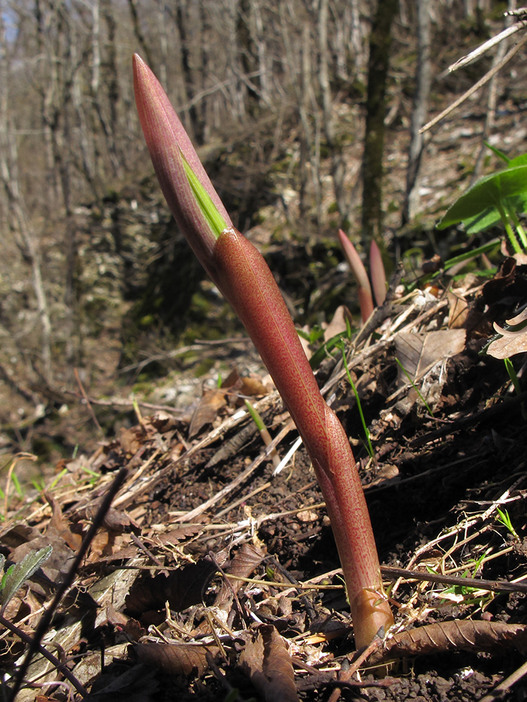 Image of Polygonatum glaberrimum specimen.