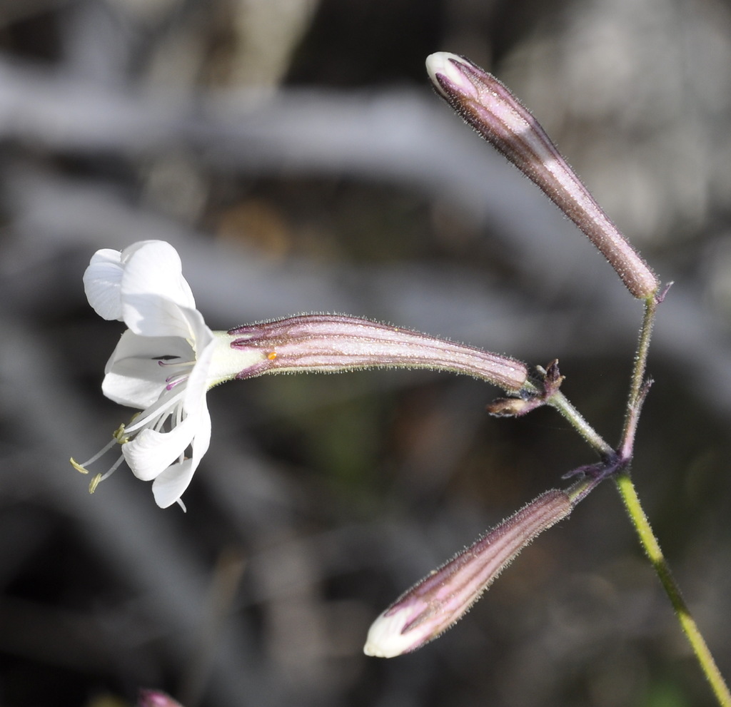 Image of Silene italica specimen.