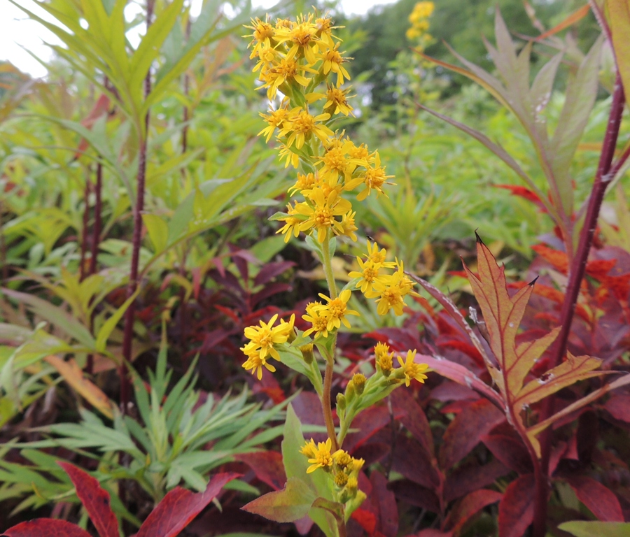 Image of Solidago virgaurea ssp. dahurica specimen.