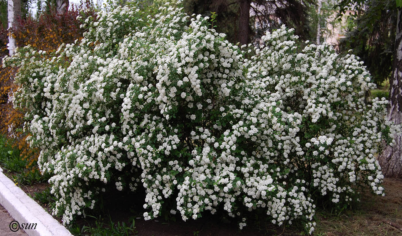 Изображение особи род Spiraea.