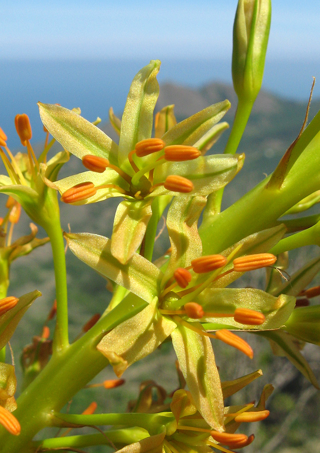 Image of Eremurus jungei specimen.