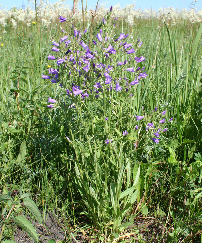 Image of Campanula sibirica specimen.