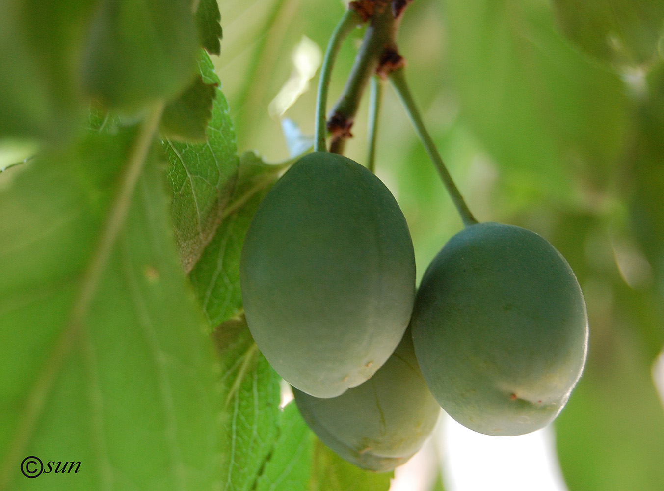 Image of Prunus domestica specimen.